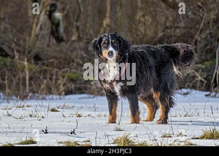 Bernese Mountain Dog in the snow. Stock Photo