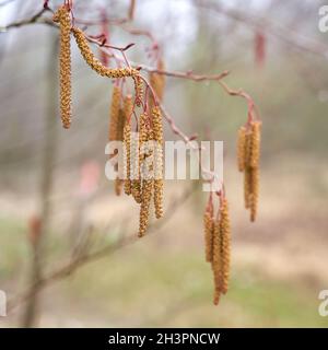 Male flowers of a gray alder (Alnus incana) at the time of pollen flight in spring at a lake Stock Photo