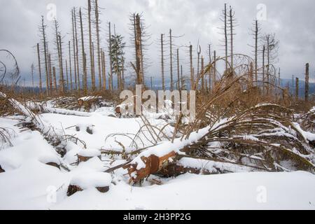 Dying forest in the Harz National Park Stock Photo