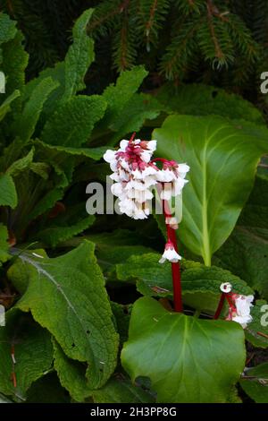 Bergenias Stock Photo