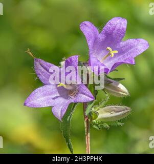 Nettle-leaved Bellflower 'Campanula trachelium' Stock Photo