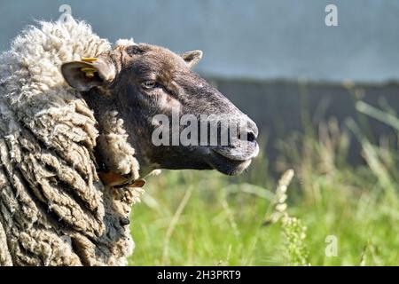 Grazing domestic sheep ( Ovis gmelini aries ; frÃ¼her Ovis aries LinnÃ© ). Stock Photo