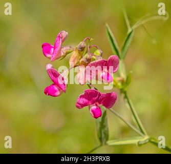 Perennial peavine 'Lathyrus latifolius' Stock Photo