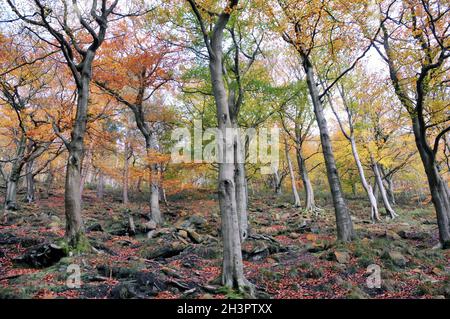 Autumn woodland with colorful leaves and tall trees growing in a moss covered rocky hillside Stock Photo