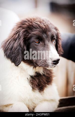 Bulgarian shepherd dog puppy portrait Stock Photo