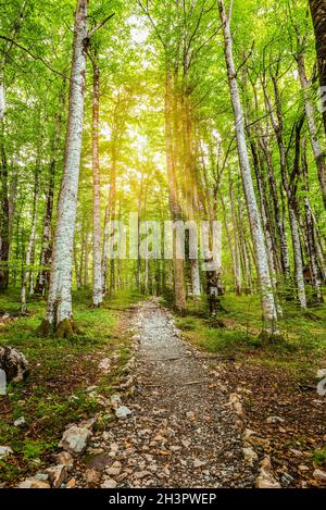 Sun in birch grove Stock Photo
