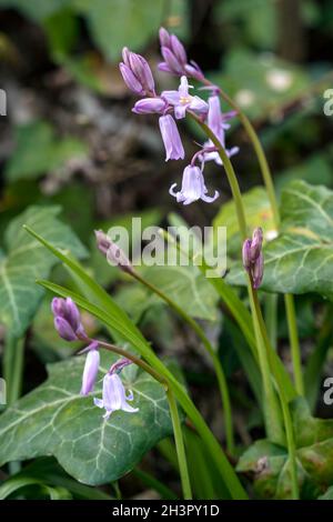 Pink Bluebells flowering in East Grinstead Stock Photo