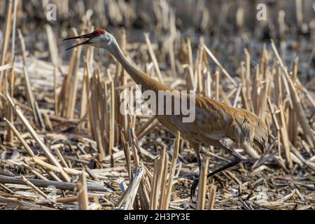 The  sandhill crane (Antigone canadensis) near the nest Stock Photo