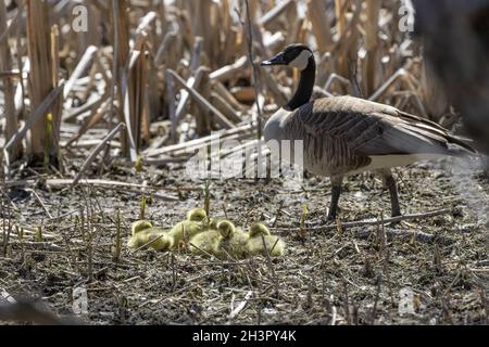 The Canada goose (Branta canadensis) with goslings Stock Photo
