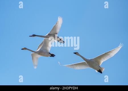 Flying little swan Stock Photo