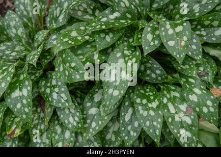 Background or Texture of the Mottled Green and White Autumn Leaves on a Lungwort Plant (Pulmonaria 'Shrimps on the Barbie') Growing in a Garden Stock Photo