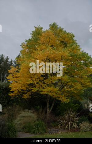 Bright Yellow Autumn Leaves on a Deciduous Kentucky Coffee Tree (Gymnocladus dioica) Growing in a Garden in Rural Devon, England, UK Stock Photo