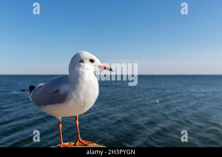 Black headed gull in winter plumage Stock Photo