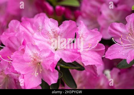 Azalea flowers in bloom Stock Photo