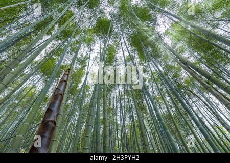 Bamboo forest in spring Stock Photo