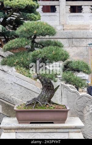 Pine bonsai in spring Stock Photo