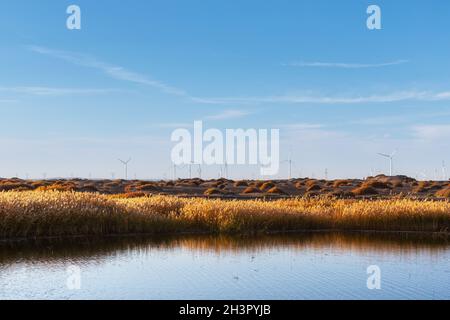 Golden reed landscape and wind farm Stock Photo