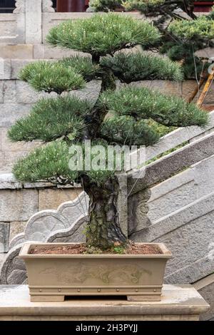 Pine bonsai tree in spring Stock Photo
