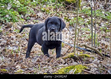 Black Labrador Retriever Puppy. Stock Photo