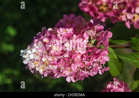 Pink hydrangea paniculata Stock Photo