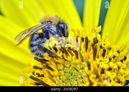Tree bumblebee (Bombus hypnorum). Stock Photo