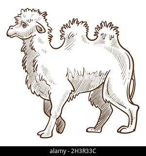 Camel isolated sketch, African desert animal with humps Stock Vector