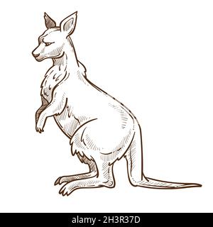 Kangaroo or wallaby isolated sketch, Australian animal with pouch Stock Vector