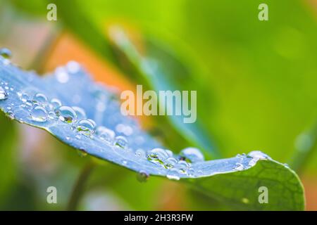 Environment, freshness and nature concept: Macro of big waterdrops on green leaf after rain. Beautiful leaf texture. Stock Photo