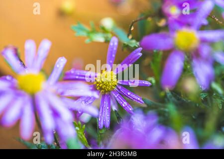 Purple flower after rain, wallpaper: Macro of water drops on purple blossom Stock Photo
