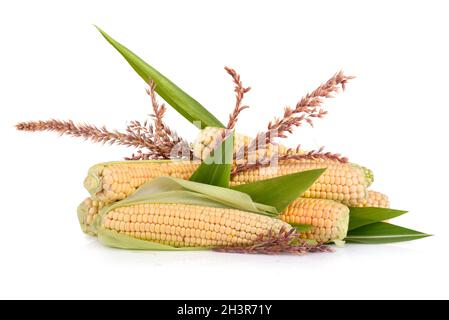 Corn in cobs Stock Photo