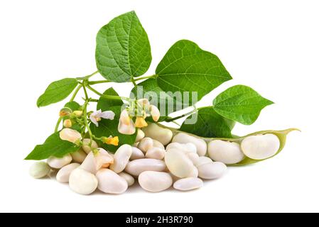 Fresh soy beans Stock Photo