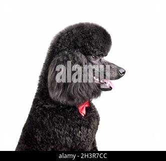 Standard black poodle Stock Photo