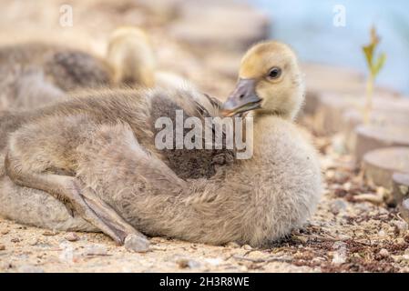 Young greylag goose chicks Stock Photo