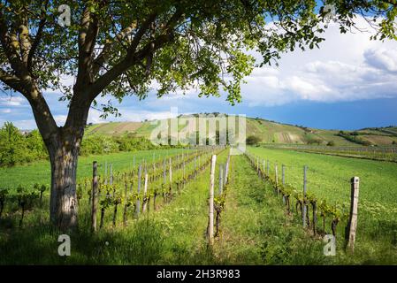 Tree between vineyards near jois and winden in Burgenland Stock Photo