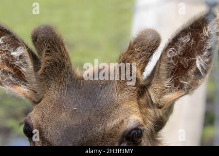 The young elk (Cervus canadensis), also known as the wapiti with growing antlers in velvet. Stock Photo