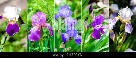 Collage of images of various beautiful Iris flowers. Variety of Irises Stock Photo
