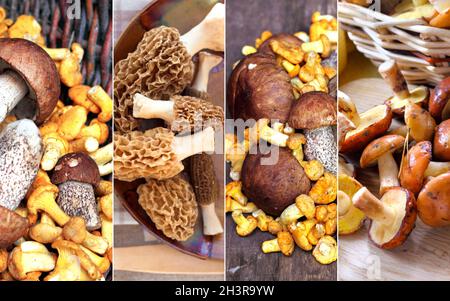 Collage of different edible forest fresh mushrooms Stock Photo