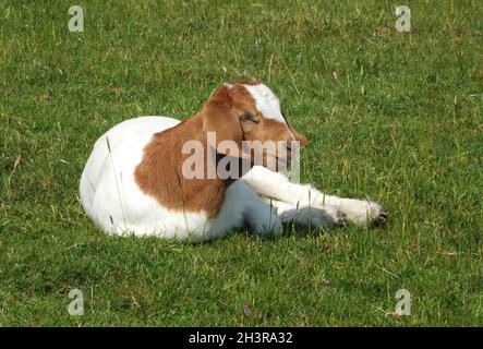 Baby boer goat sat in a field surrounded by grass in spring time Stock Photo