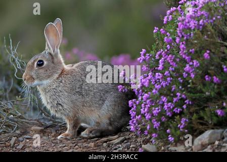 Wild RABBIT, UK. Stock Photo