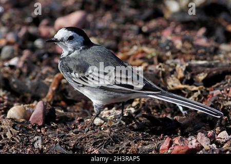 PIED WAGTAIL (Motacilla alba) foraging on the strandline, Scotland, UK. Stock Photo