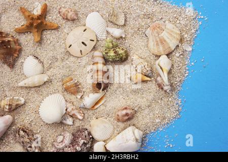 Seashell on Boardwalk at Tropical Beach Stock Photo