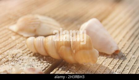 Seashell on Boardwalk at Tropical Beach Stock Photo