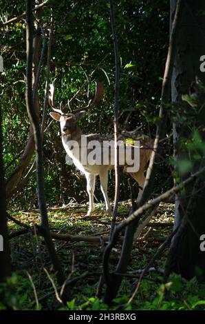 ' HAREWOOD HOUSE ' , ' DEER ' ' LEEDS ' . Stock Photo