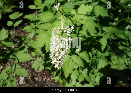 Actaea spicata, baneberry, herb christopher Stock Photo
