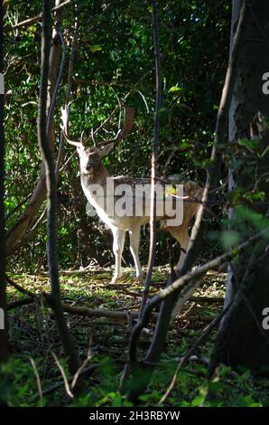 ' HAREWOOD HOUSE ' , ' DEER ' ' LEEDS ' . Stock Photo