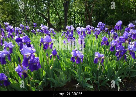 Iris germanica, german iris Stock Photo