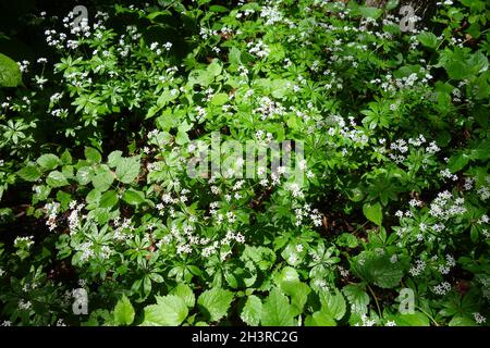 Galium odoratum, woodruff Stock Photo