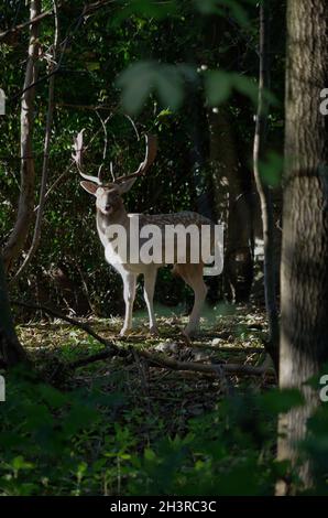 ' HAREWOOD HOUSE ' , ' DEER ' ' LEEDS ' . Stock Photo