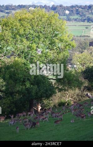 ' HAREWOOD HOUSE ' , ' DEER ' ' LEEDS ' . Stock Photo