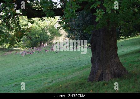 ' HAREWOOD HOUSE ' , ' DEER ' ' LEEDS ' . Stock Photo